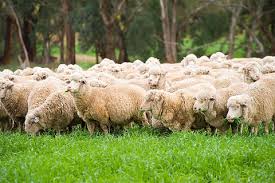 Taze Et Adaklık Kurbanlık