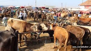 Kızılay Hayvancılık