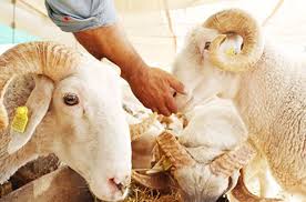 Ömer Özdemir Canlı Hayvan Alım Satım